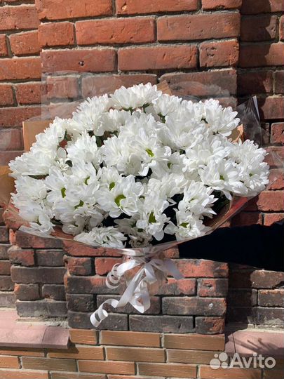 Хризантема