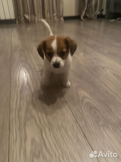 Щенки джек рассел терьер девочки