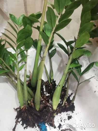 Продам замиокулькас, шефлера, аглаонома