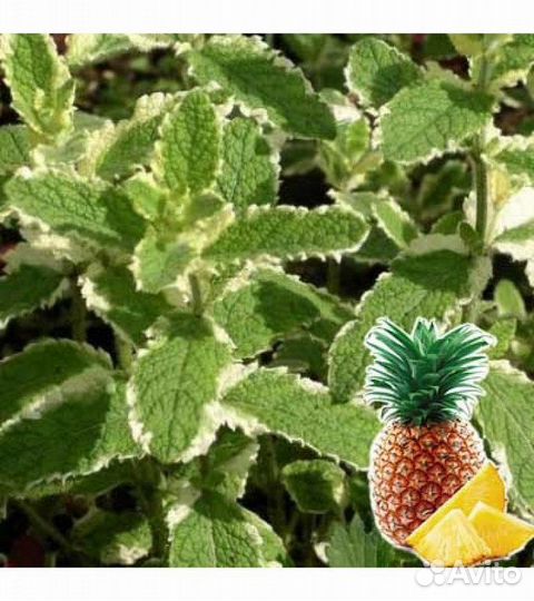 Мята сортовая коллекционная