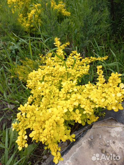 Декоративные и плодовые растения