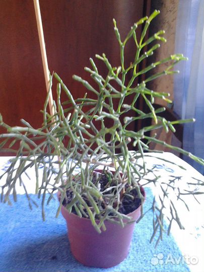 Комнатные растения- гибискус