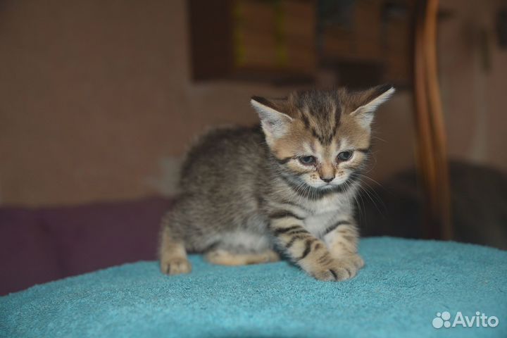 Котята