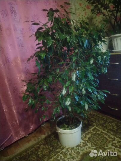 Фикус Бенжаамин