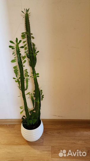 Молочай трёхкратный с кислицей