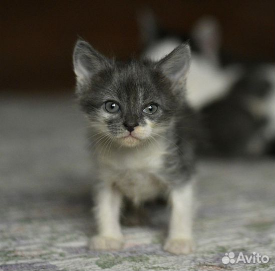 Выброшенные на помойку котята ищут семью