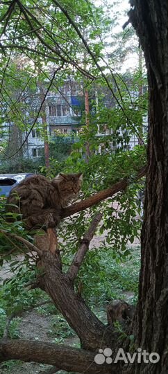 Кот