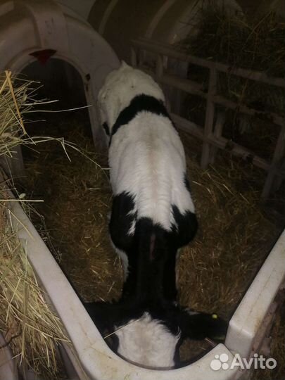 Бычки племенные