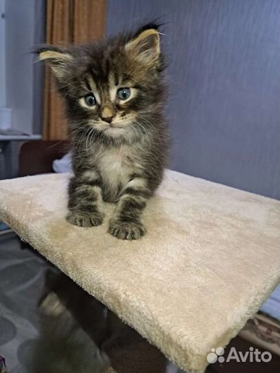 Котята мейн-кун в добрые руки