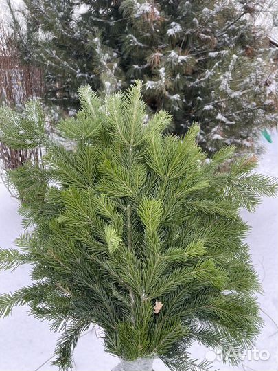 Лапник пихтовый