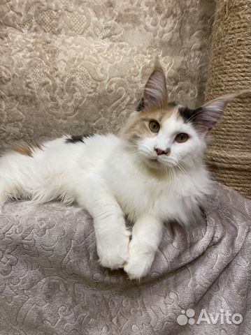 Котёнок девочка породы мейн кун с документами