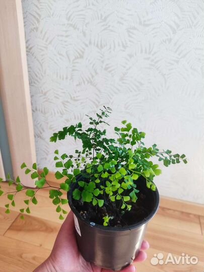 Адиантум венерин волос