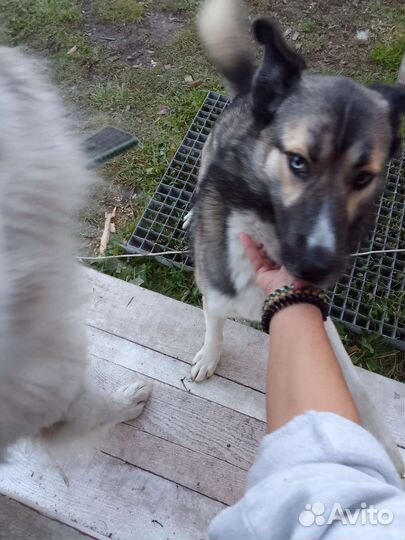 Собака в добрые руки