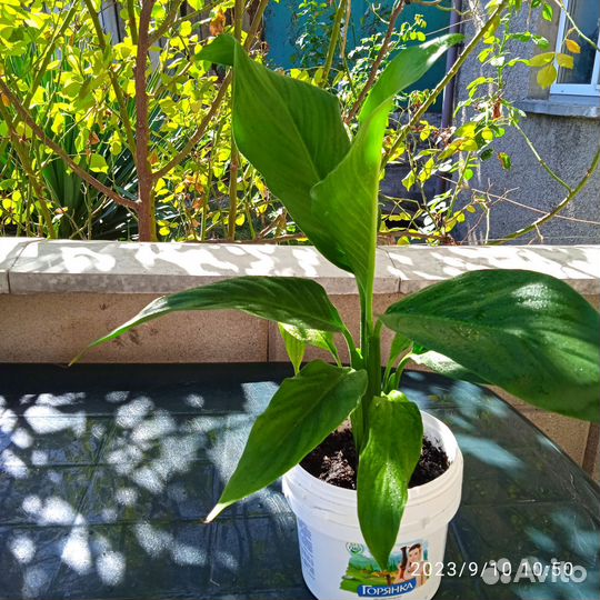 Спатифиллум (200), рео