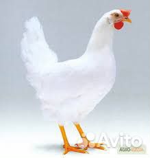 Куры молодки