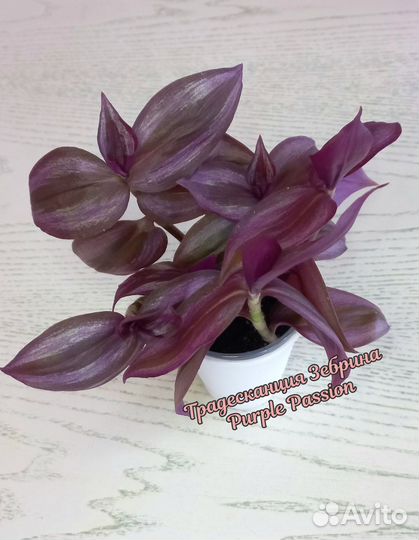 Традесканции