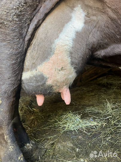 Продам 2-х коров