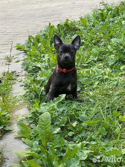 Чихуахуа щенок