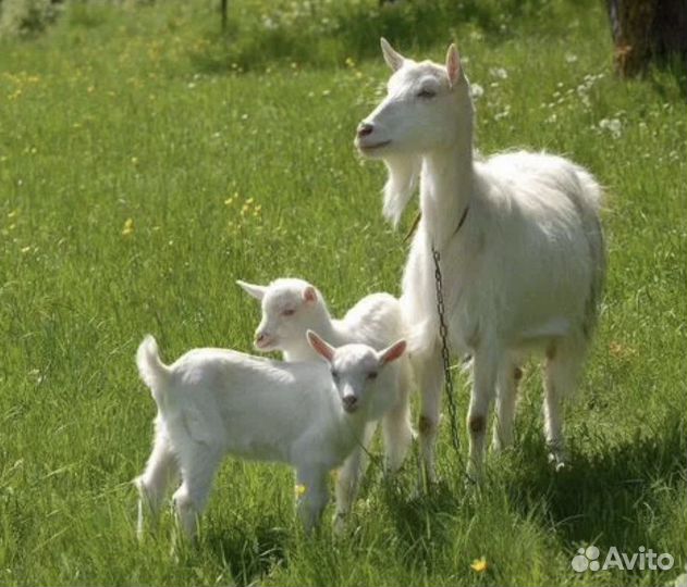 Дойная коза