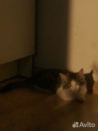 Кошка