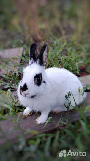 Кролики декоративные привиты