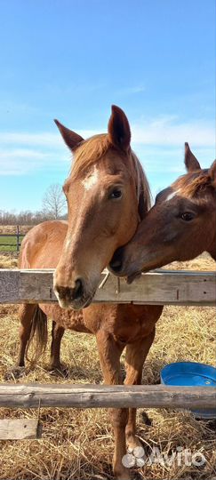 Кобыла с жеребенком