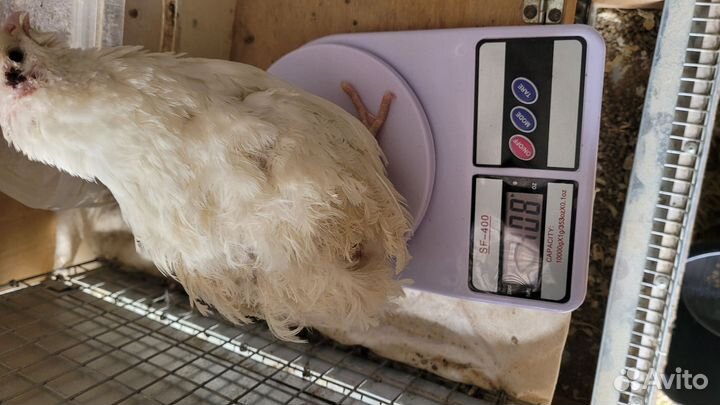 Ия перепелов