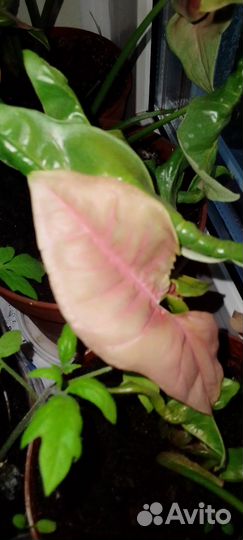 Сингониум neon