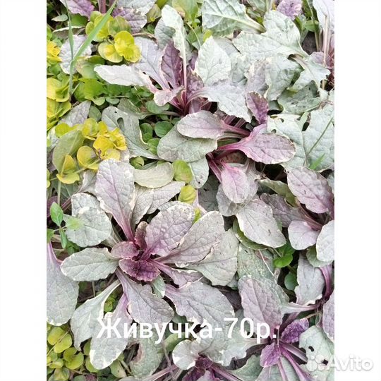 Растения для сада