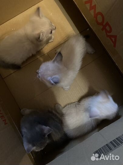 Котята в добрые руки