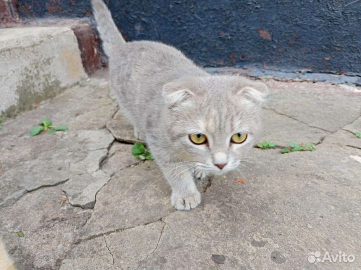 Шотландский вислоухий котёнок