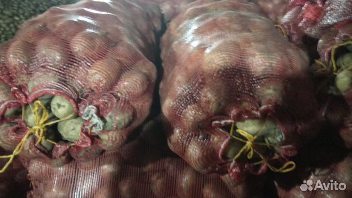 Картофель Гала