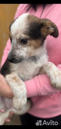 Щенок маленькой собаки в добрые руки