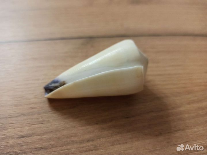 Морская раковина