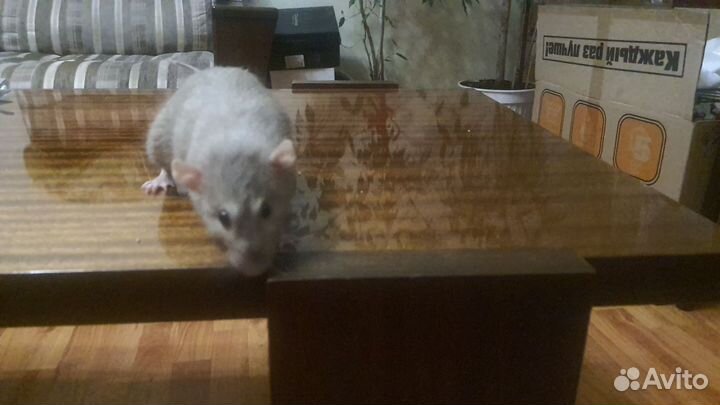 Крыса Дамбо 9 месяцев бесплатно