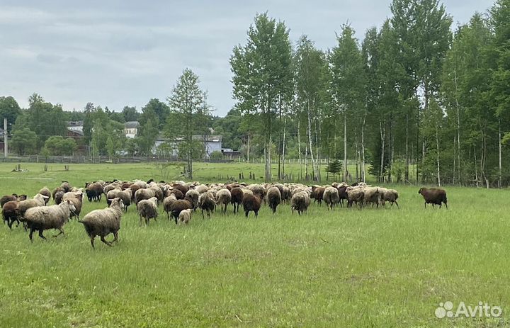 Фермерское овцеводческое хозяйство