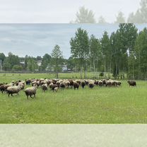 Фермерское овцеводческое хозяйство