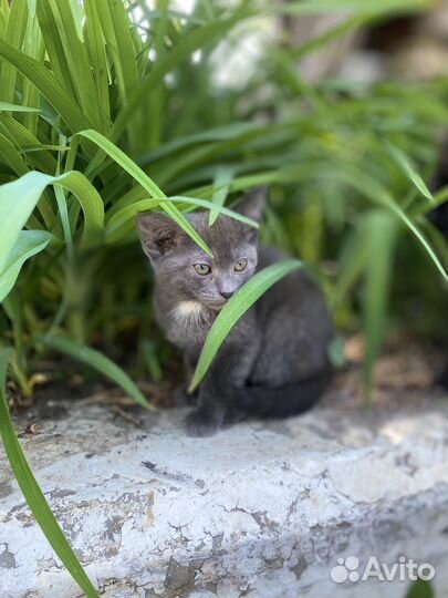 Котята в добрые руки даром мальчик и девочка