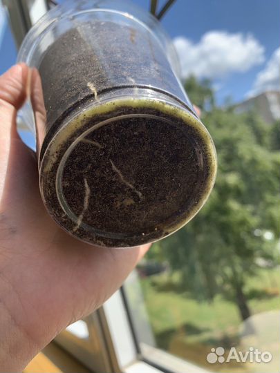 Драцена Маргината