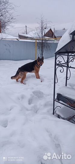 Немецкая овчарка