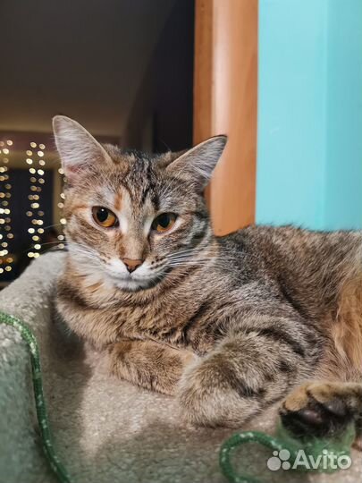 Кошка в дар