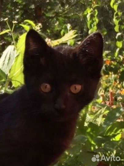 Кошка, котенок, 2.5 месяца