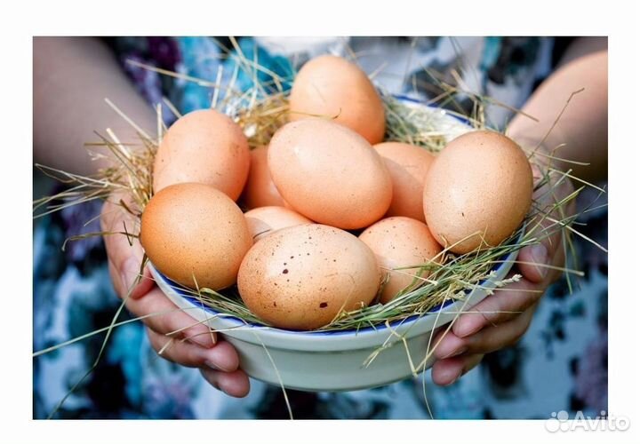 Домашние бройлеры (мясо)