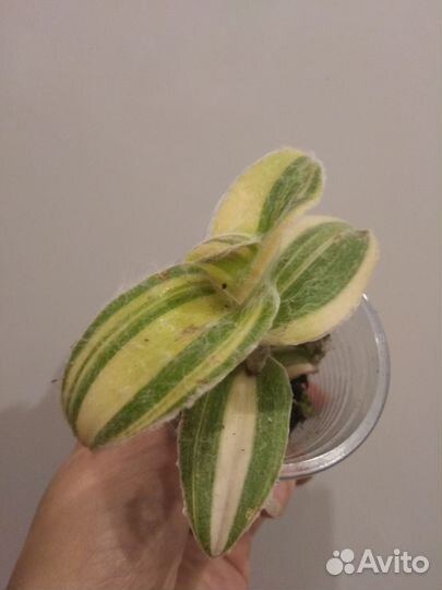 Традесканция силламонтана и пурпурная