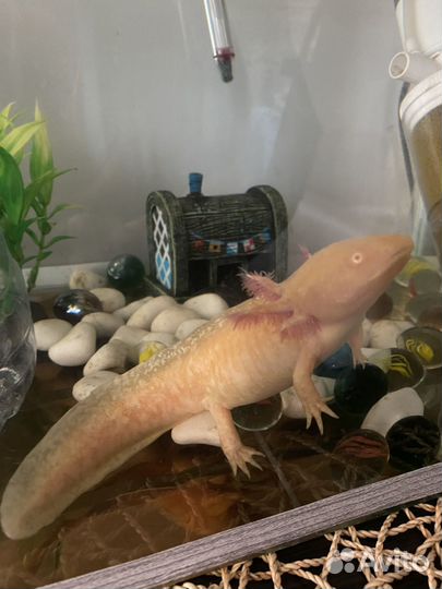 Аксолотль с аквариумом
