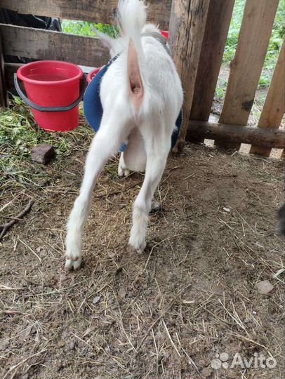 Козел Зааненский