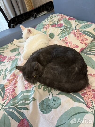 Коты в добрые руки