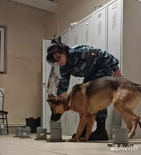 Дрессировка собак, кинолог, хендлер, зоопсихолог