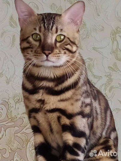 Бенгальский кот