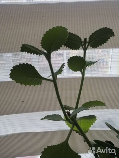 Мята домашняя